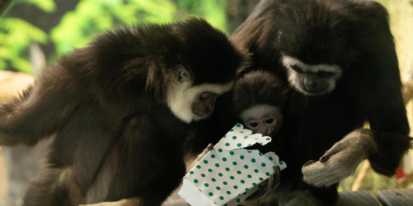 Gibbon family eating food out of a gift box