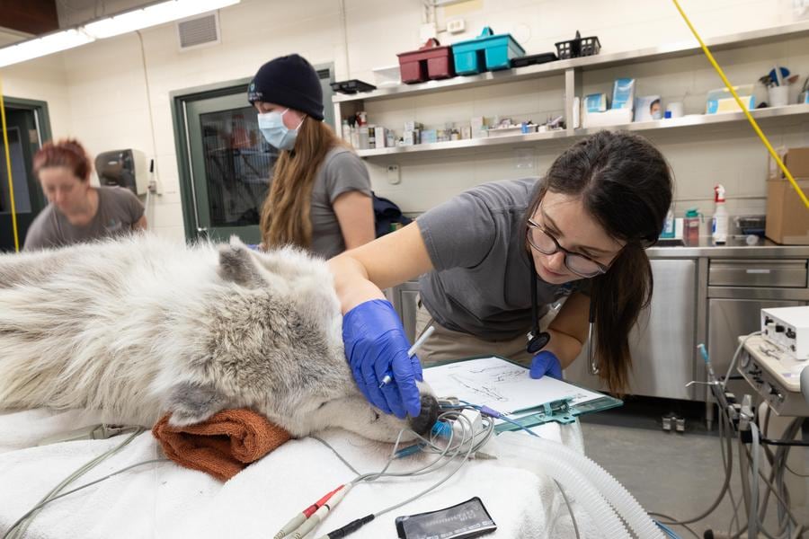 Vet with wolf