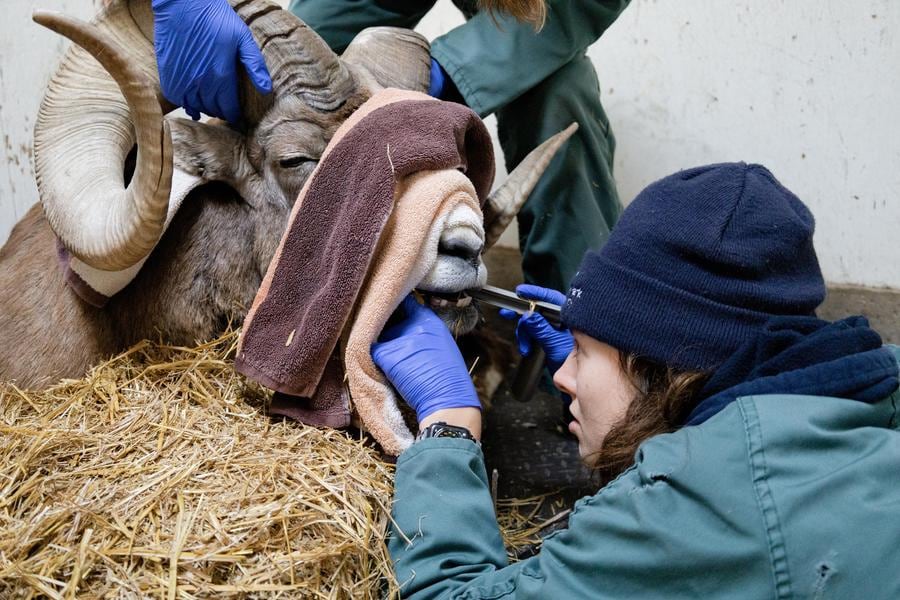 Vet with sheep