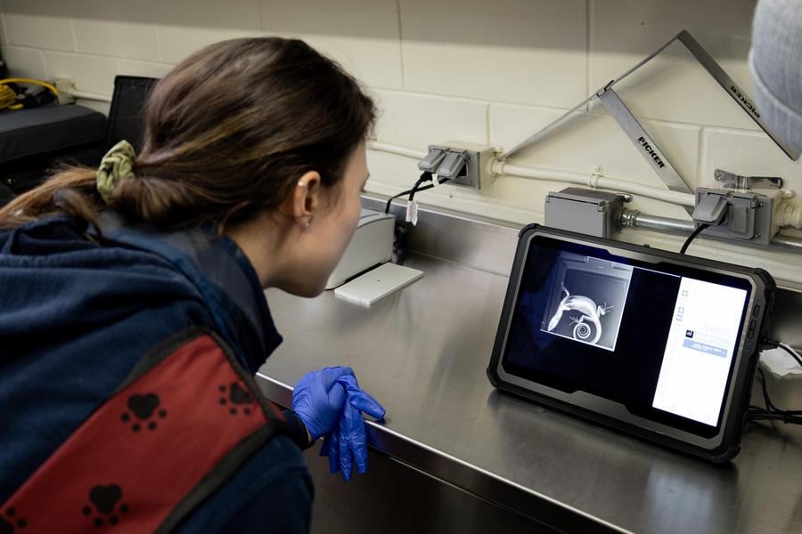 Vet looking at x ray