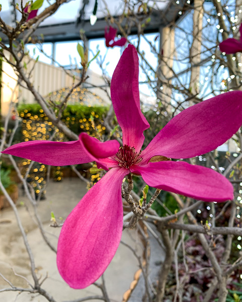 Lily Magnolia, Magnolia liliiflora, Babs Asper Display House