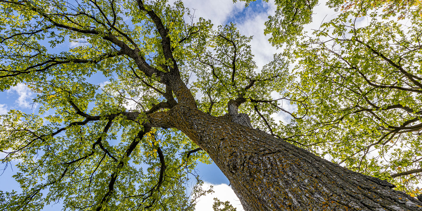 Photo of a large tree - perspective looking up at the branches