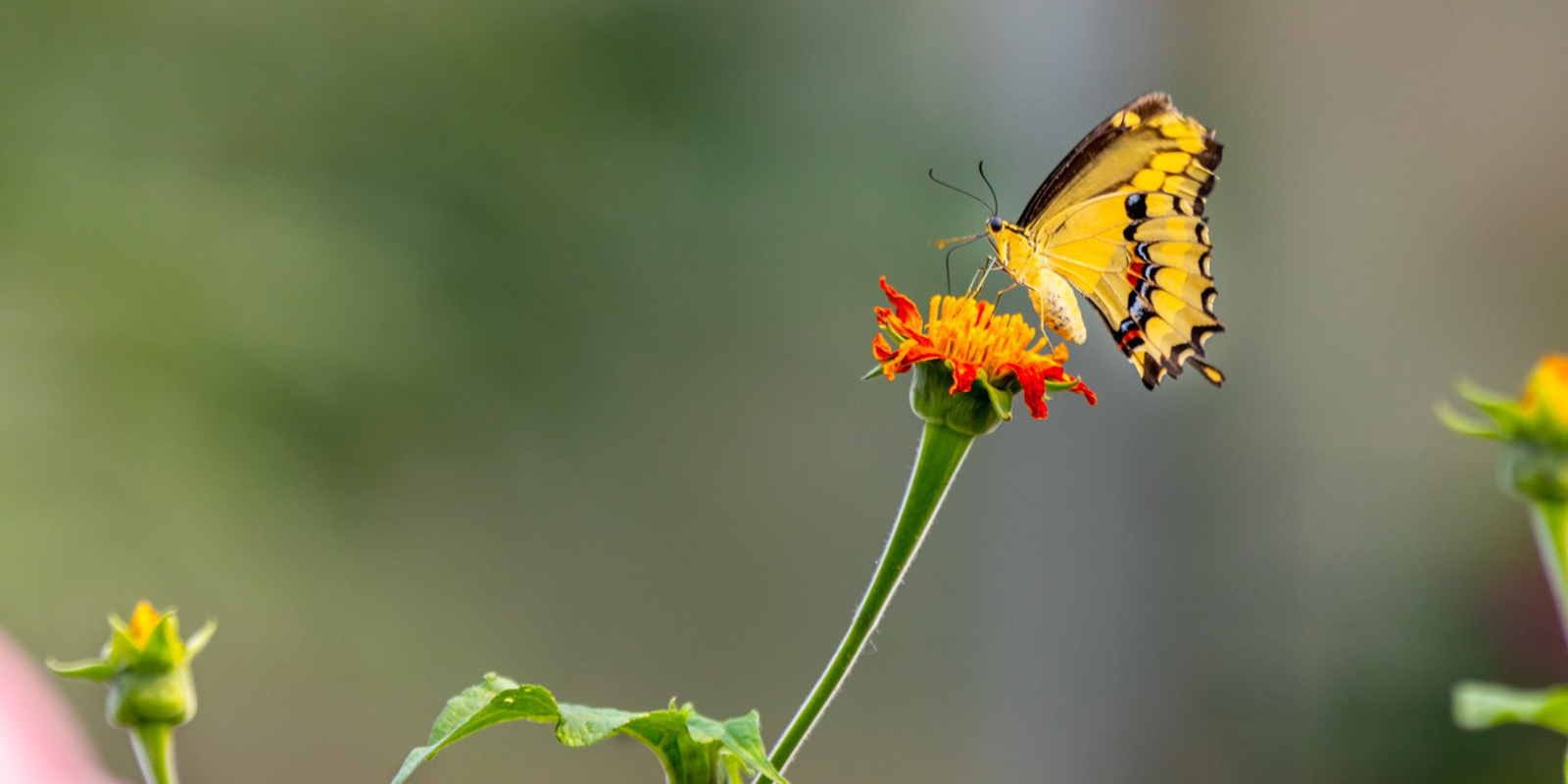 yellow butterfly on an orange flower
