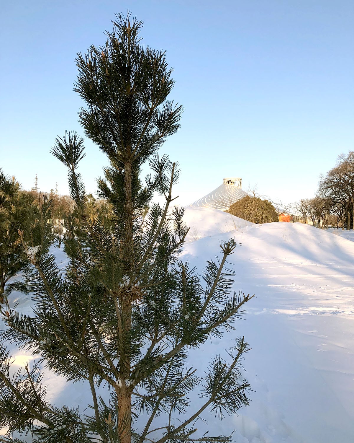 Young Scots pine tree at the Gardens at The Leaf