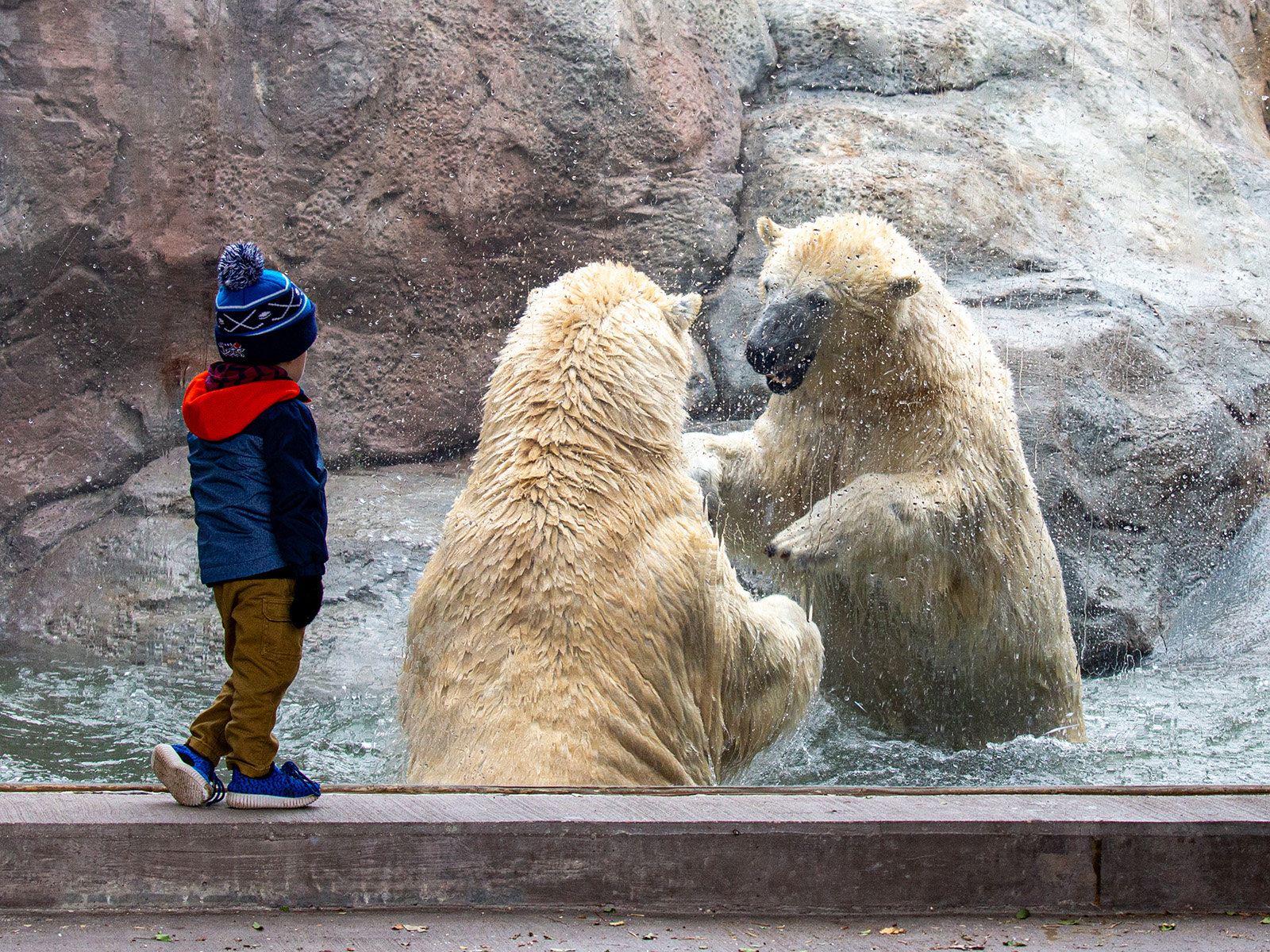 a boy watches sparring polar bears in the water