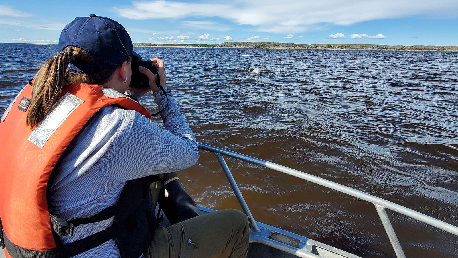Researcher photographs beluga whales from a boat