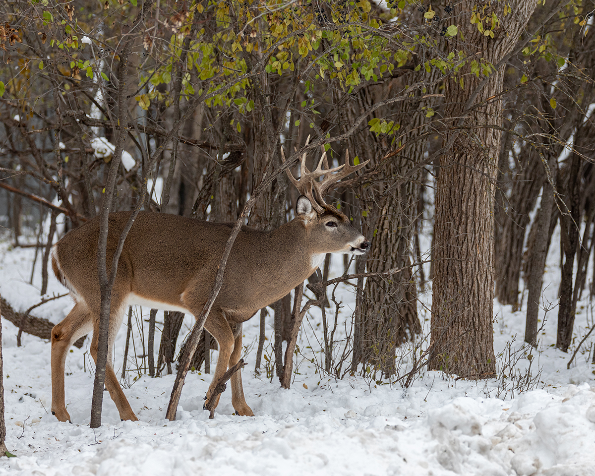 deer walks through treed area in the winter time