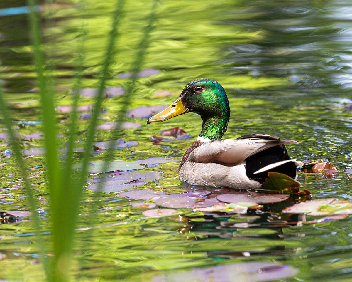 duck swimming on a pond