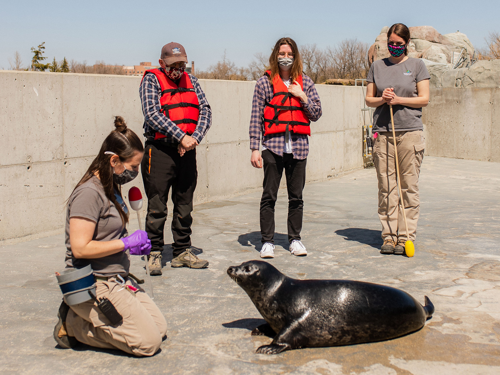 behind the scenes harbour seals experience