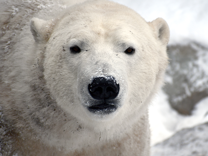 Polar Bear Face 