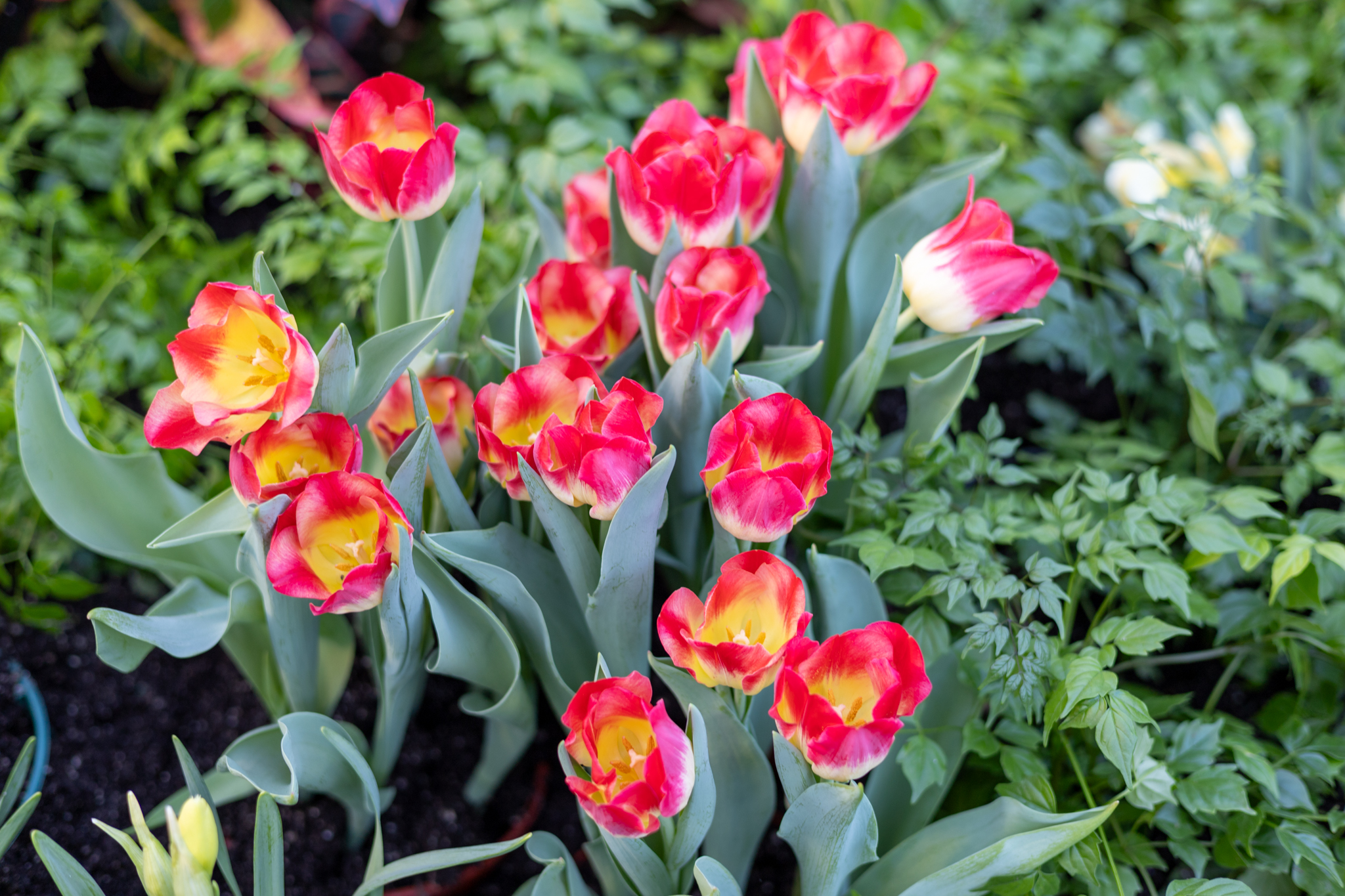 IMG_9009.jpg (1.66 MB)