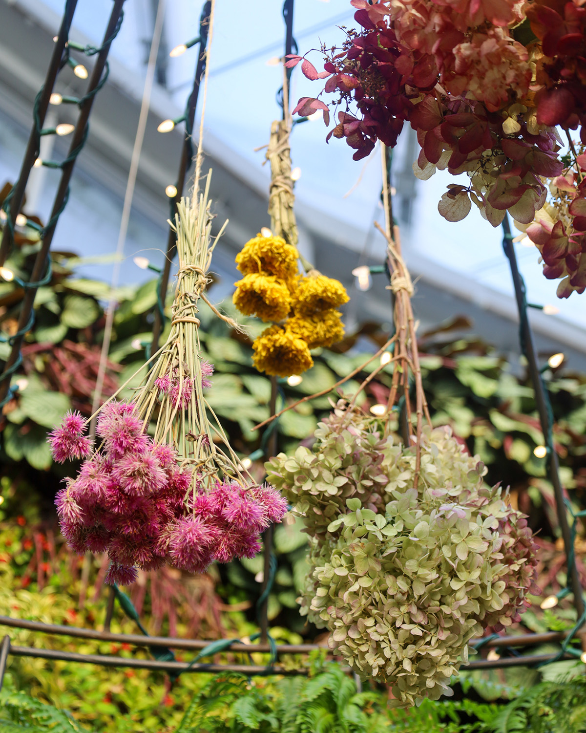 Dried flowers hang upside down in front of a wall of greenery