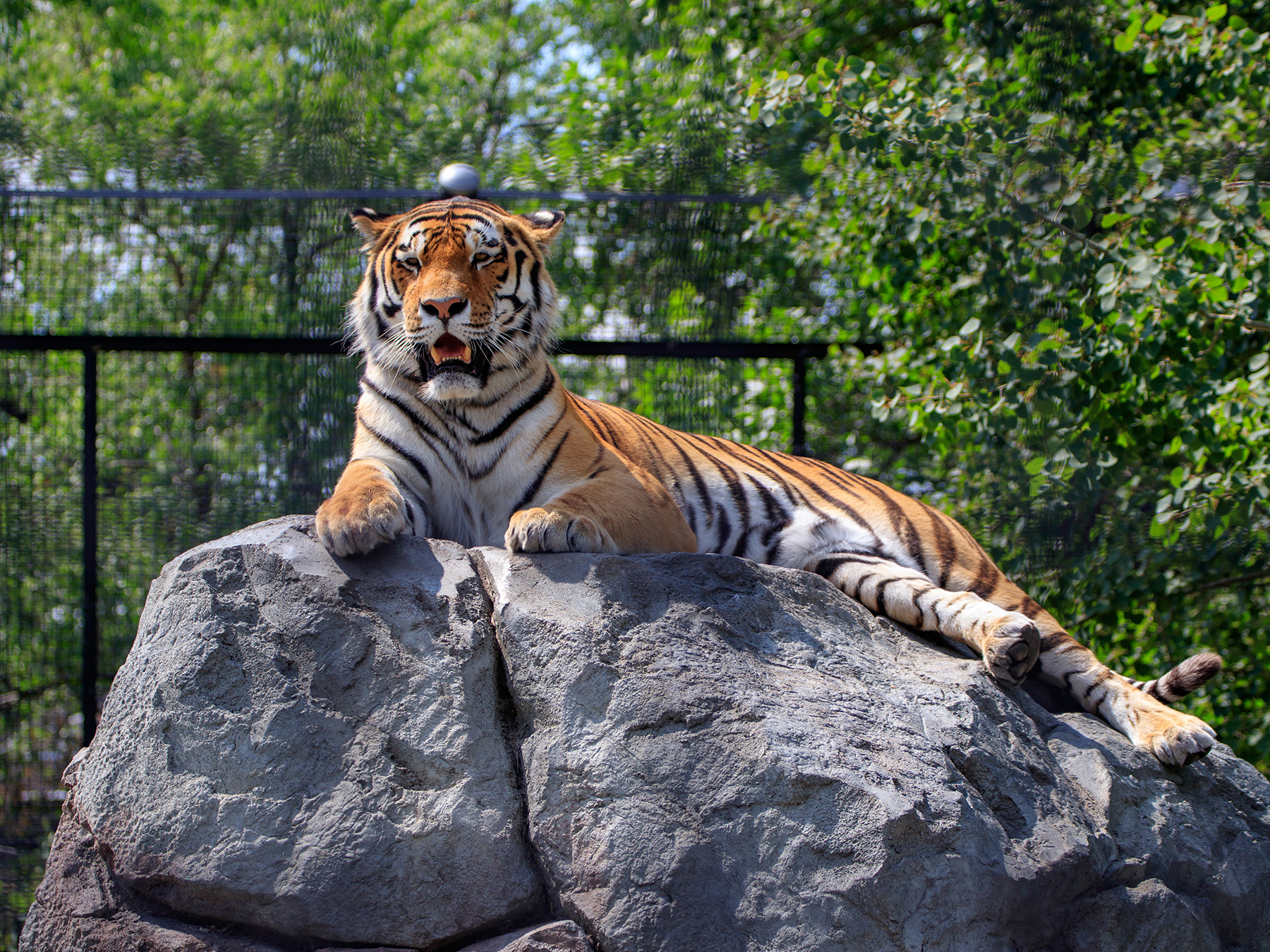Amur tiger on a rock during summer 