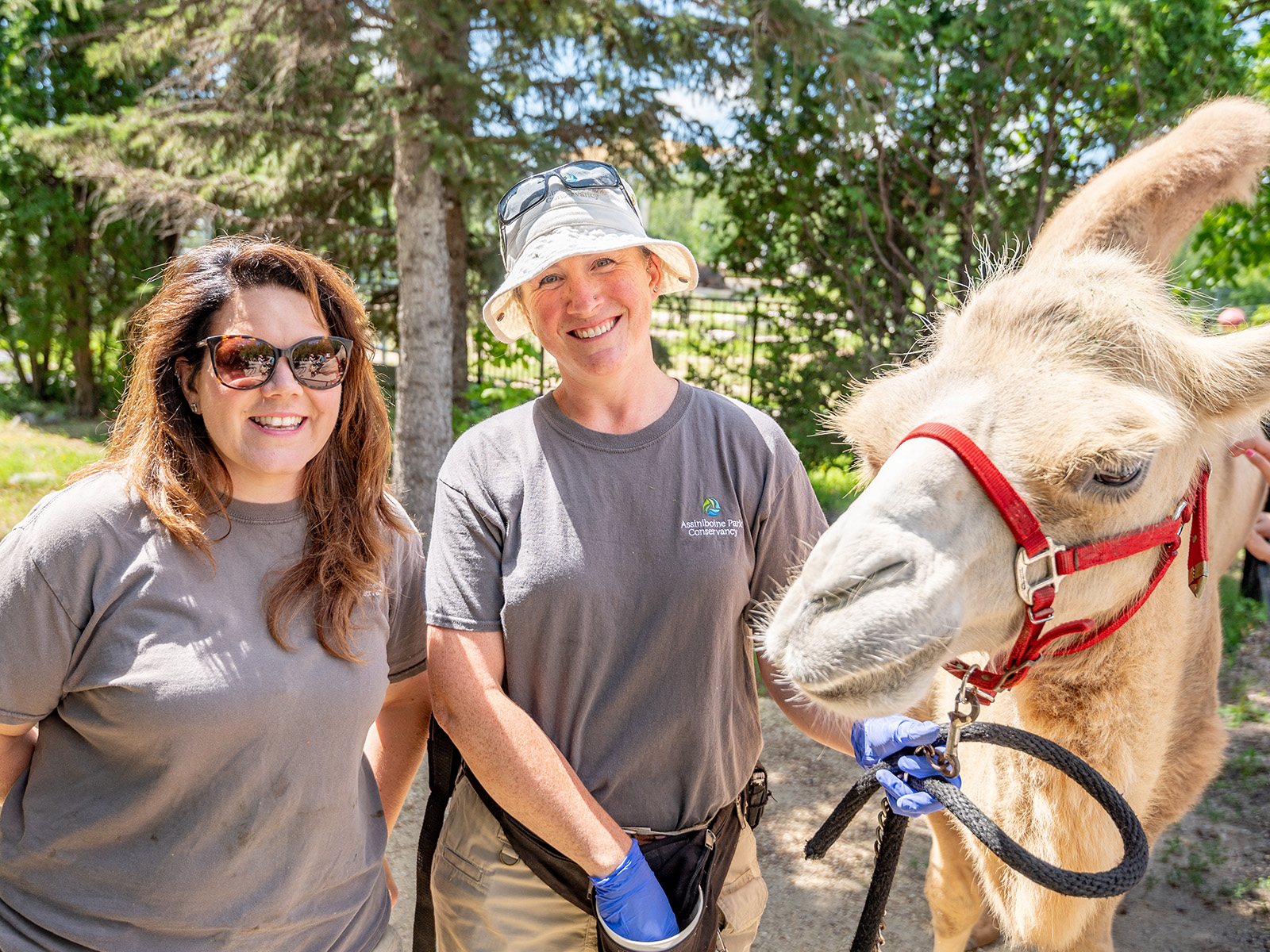 two animal care professionals smile with a bactrian camel