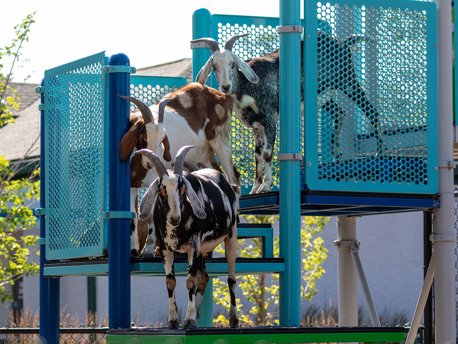 goats climb down a platform