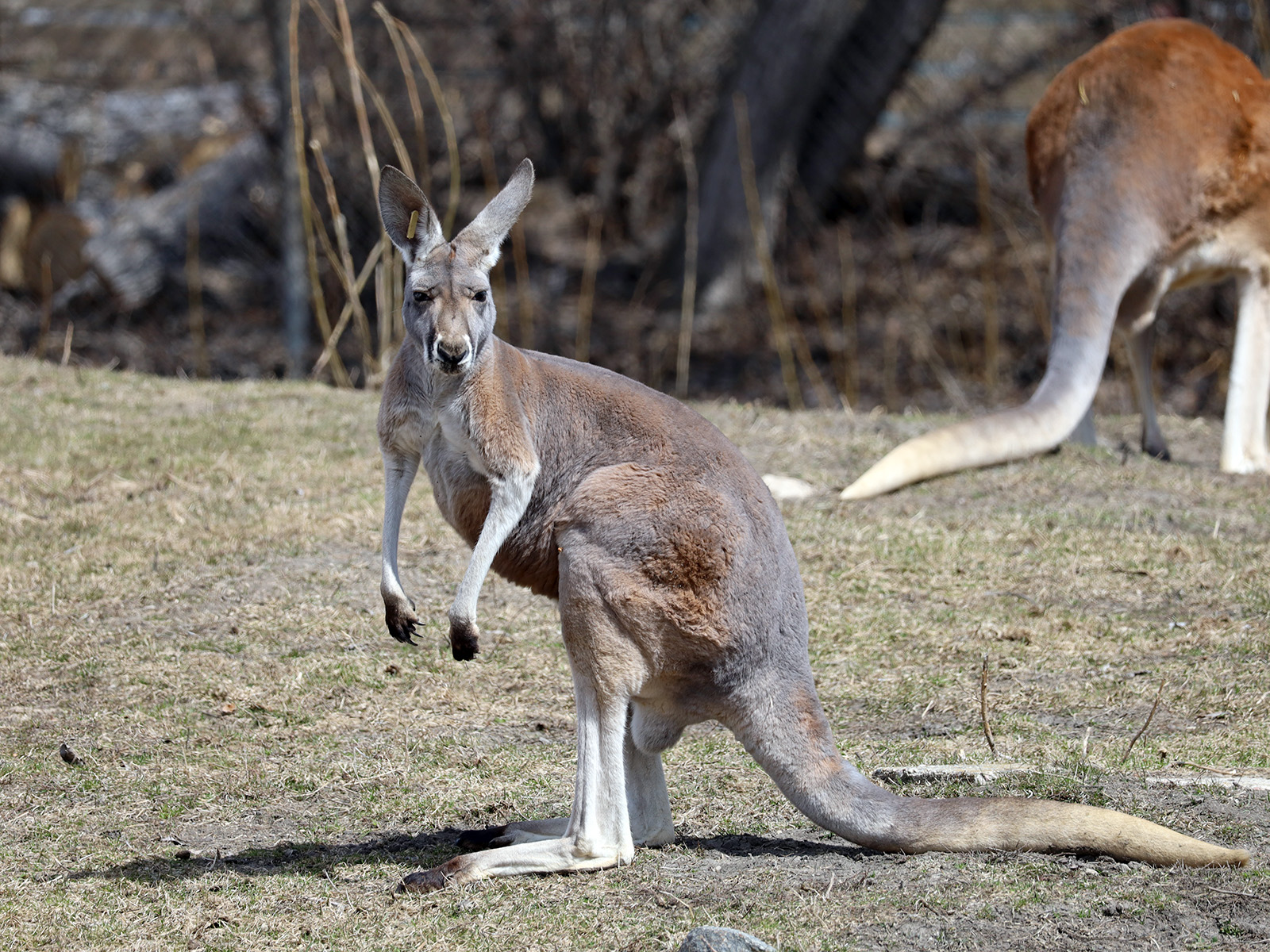 Kangaroo.jpg (762 KB)