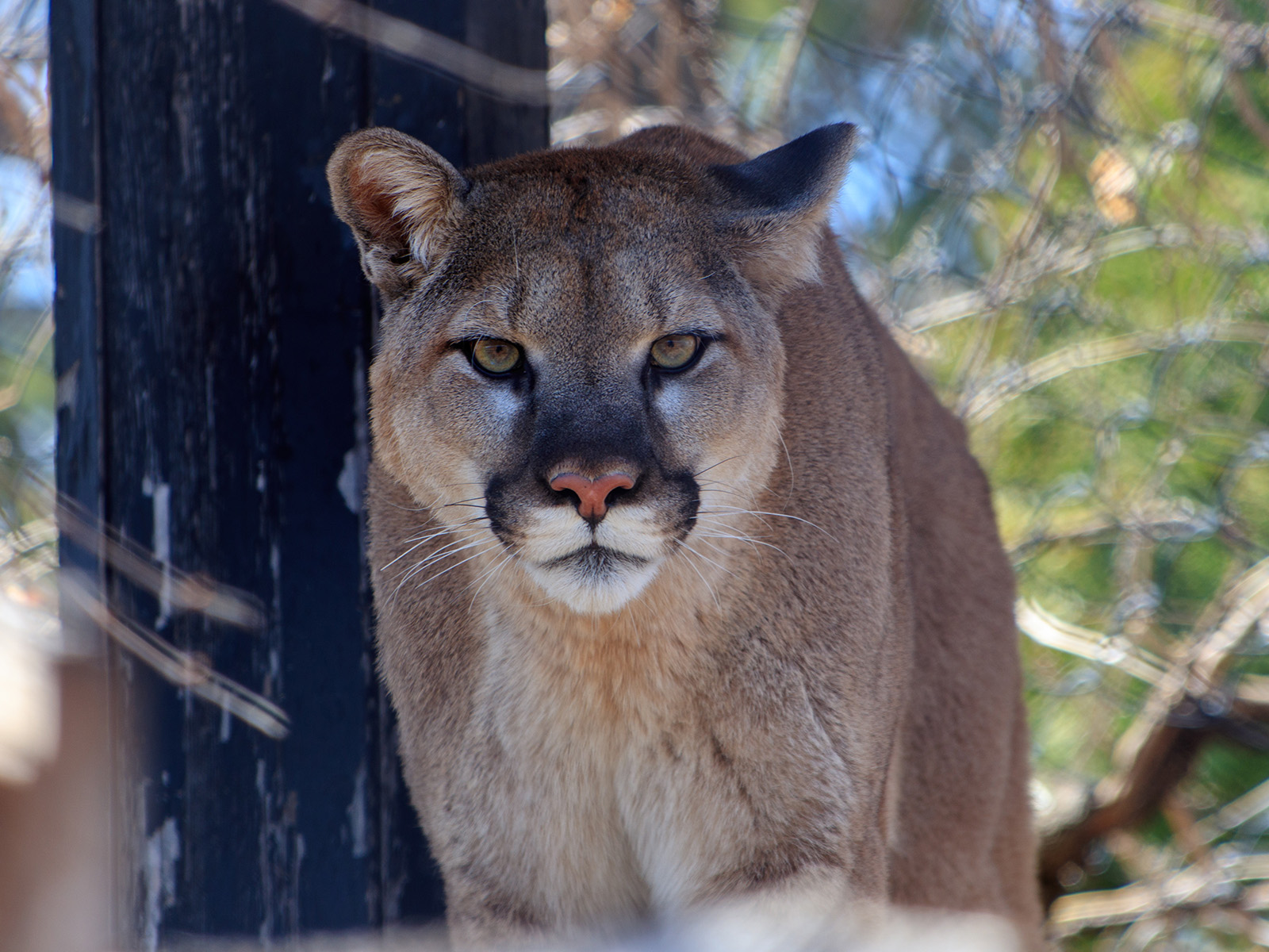 close up of a cougar looking directly at the camera