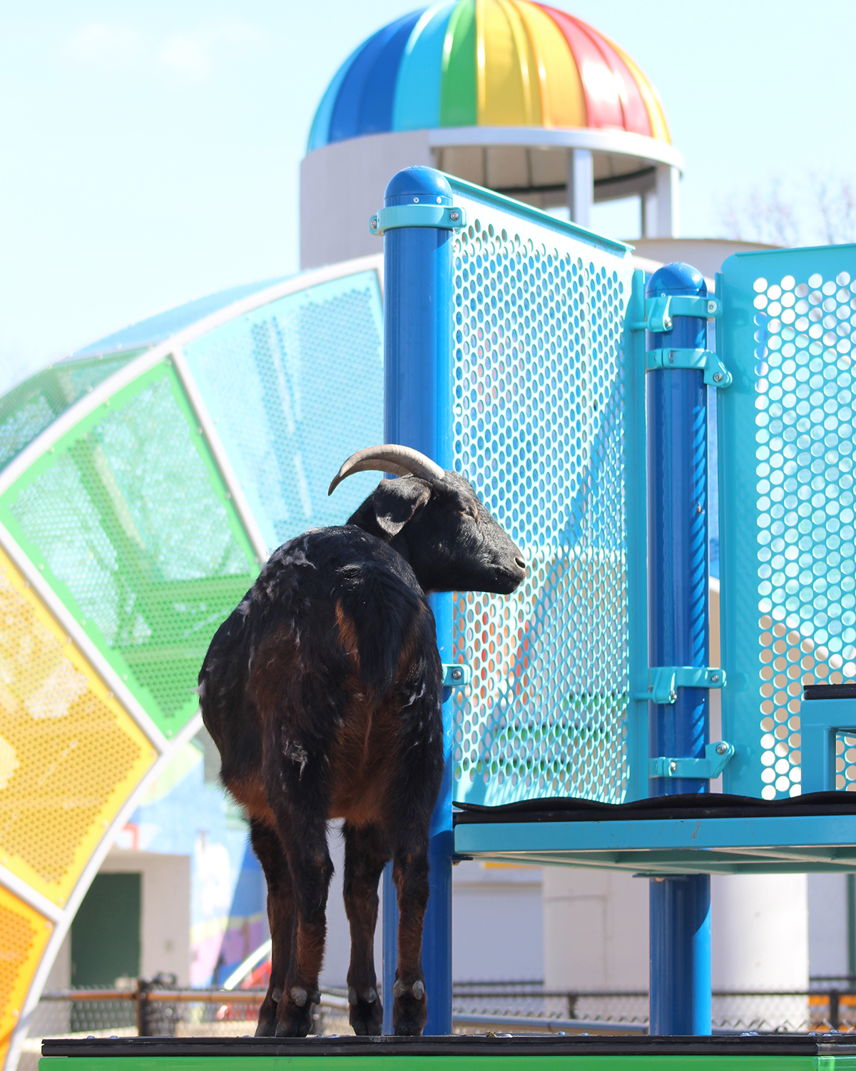 goat standing on a platform