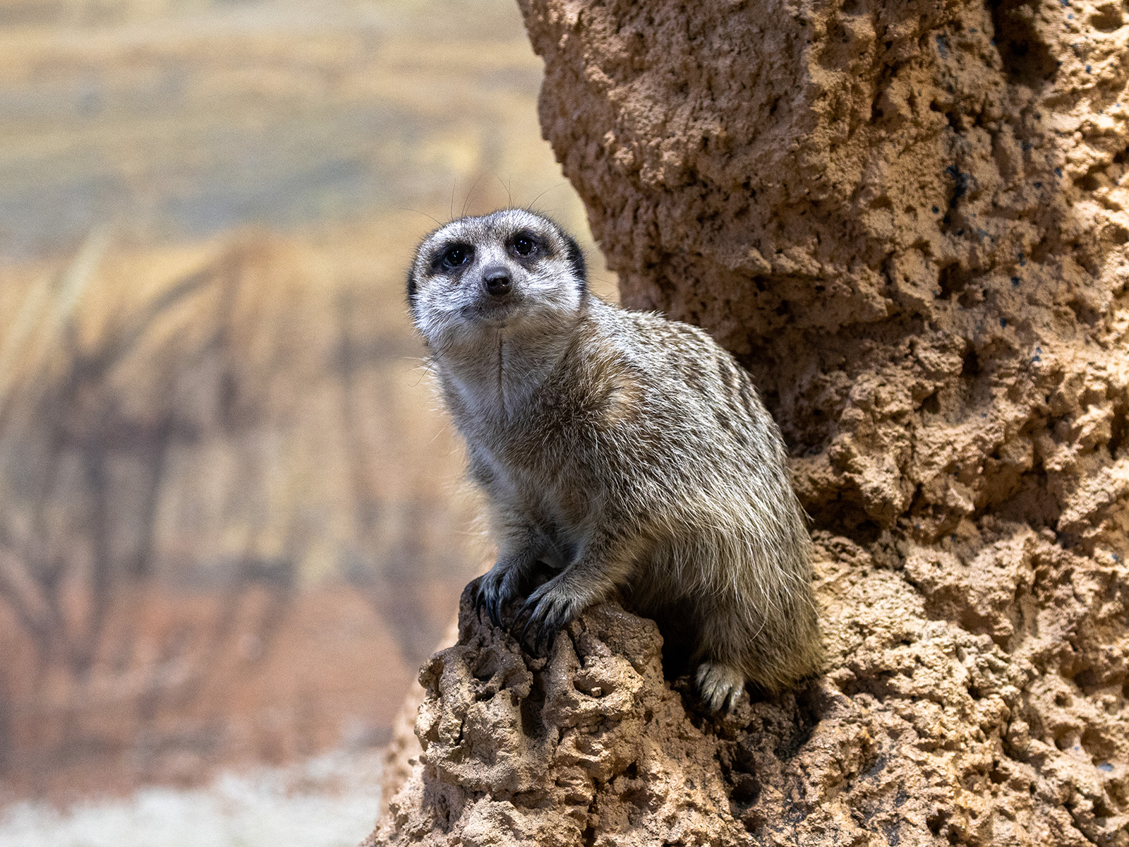 meerkat perched on a rock looks directly to the camera
